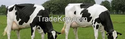 live holstein heifer cows for sale