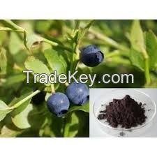 Pure Natural Bilberry, Bilberry Extract Powder