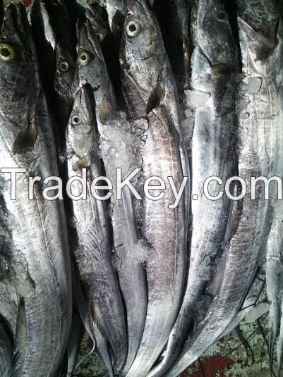 Frozen Ribbonfish