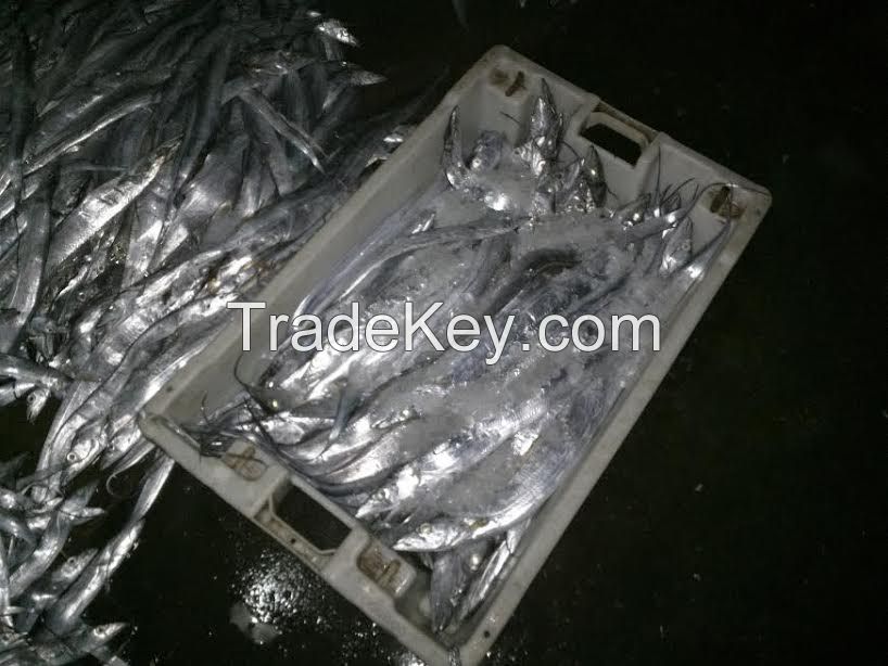 Frozen Ribbonfish A & B grade