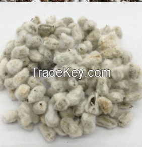 Cotton seeds