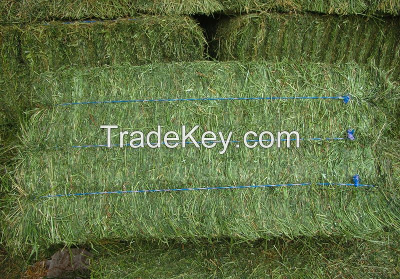 Alfalfa Hay Bales