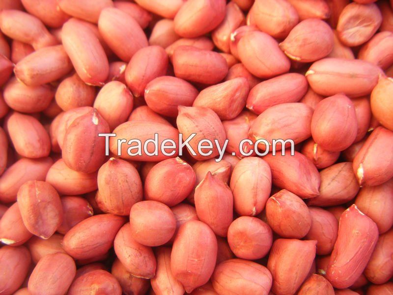 RED SKIN PEANUT KERNELS