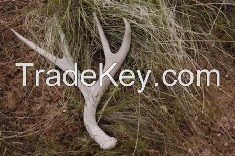 DEER ANTLERS