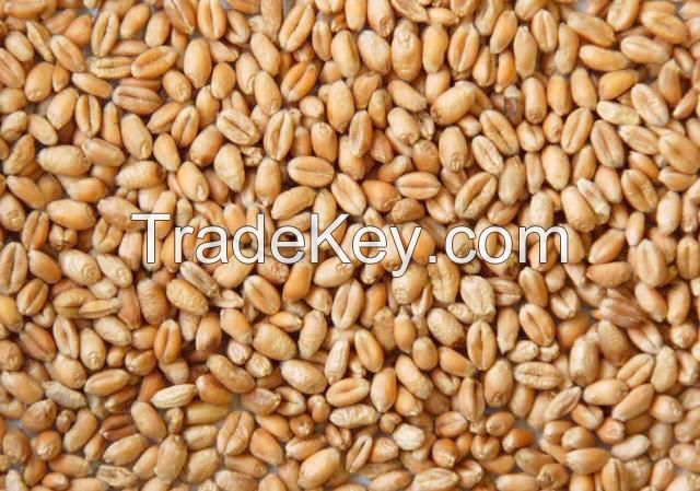 WHEAT GRAIN