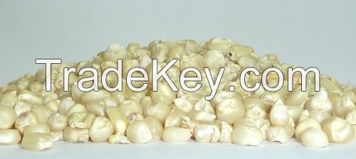 Non GMO White maize/corn