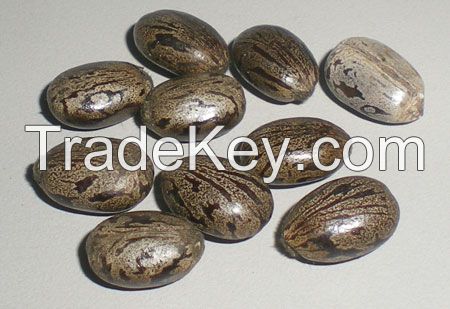 castor seed