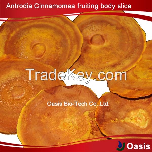 Taiwan  Antrodia Cinnamomea material OEM