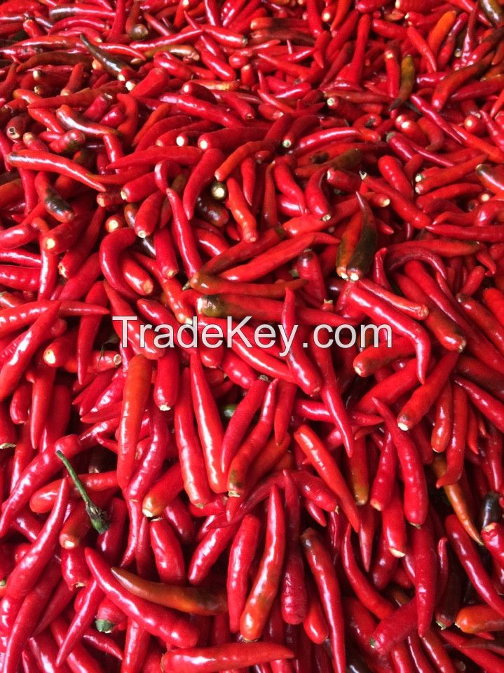 Fresh Chilies - Vietnam - Best Price