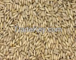 wholesale rolled oats in stock