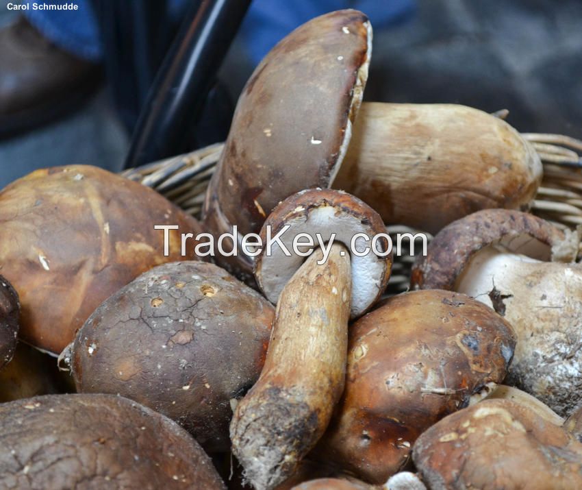 freeze cultivation edible boletus mushrooms