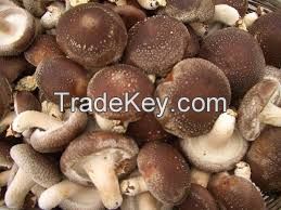 Shiitake Mushrooms