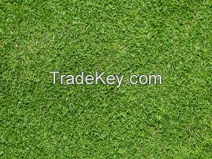 Bermuda grass seed with high quality