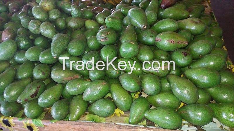 Cheap Fresh Avocados