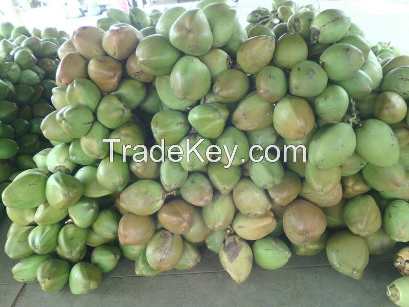 HIGH QUALITY FRESH COCONUT // SWEET WATER