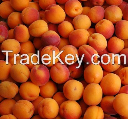 Cheap Fresh Apricots , Wholesale Fresh Apricots , Bulk Fresh Apricots