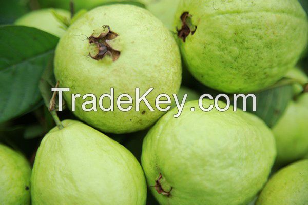 Fruits fresh Guava 2.5 kg