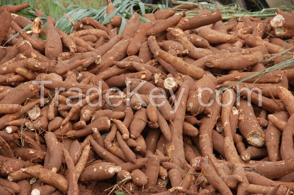 CASSAVA