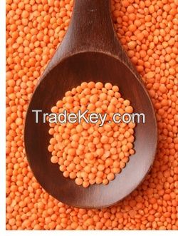 High Quality Lentils/Red Lentils/Green Lentils