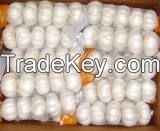 Quality Fresh Normal White Galic 2017 New Crop High Quality Fresh Gralic 5.5-6.5cm
