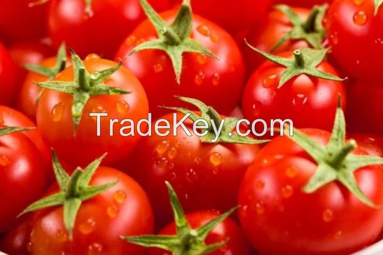 Fresh Farm Tomatoes