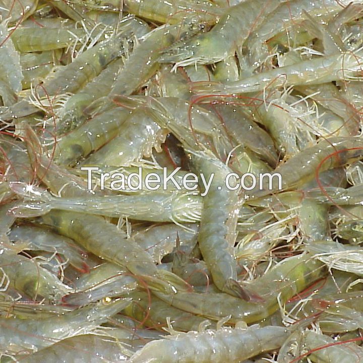 Frozen Whole White Shrimp