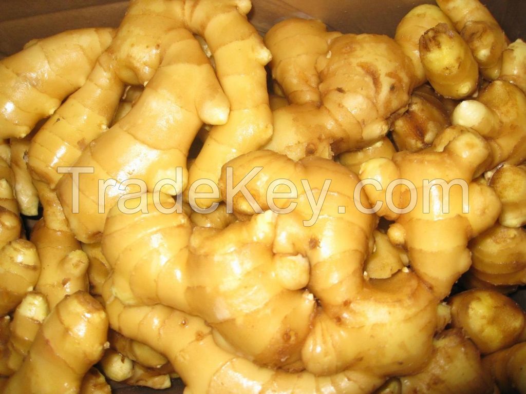 Offer high quality ginger with best price