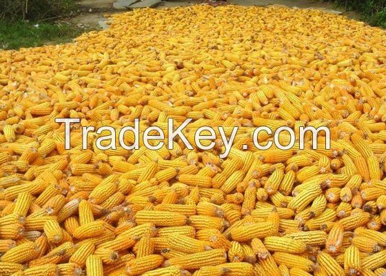 Yellow Corn, White Corn, Maize, Dried Corn, Sweet Corn