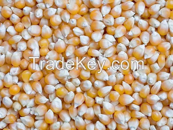 Yellow Corn , White Corn , Animal Feed