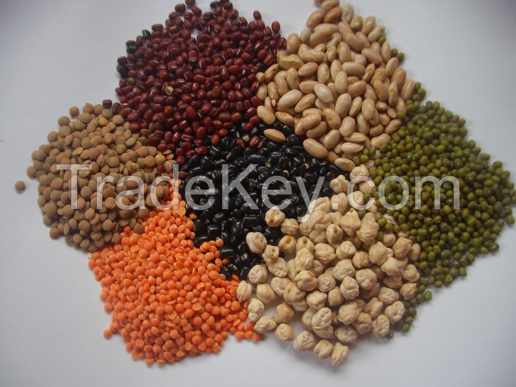 Green Lentils, Red Lentils, Yellow Lentils