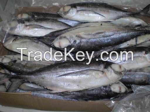 Horse mackerel , frozen fish of pacific makerel