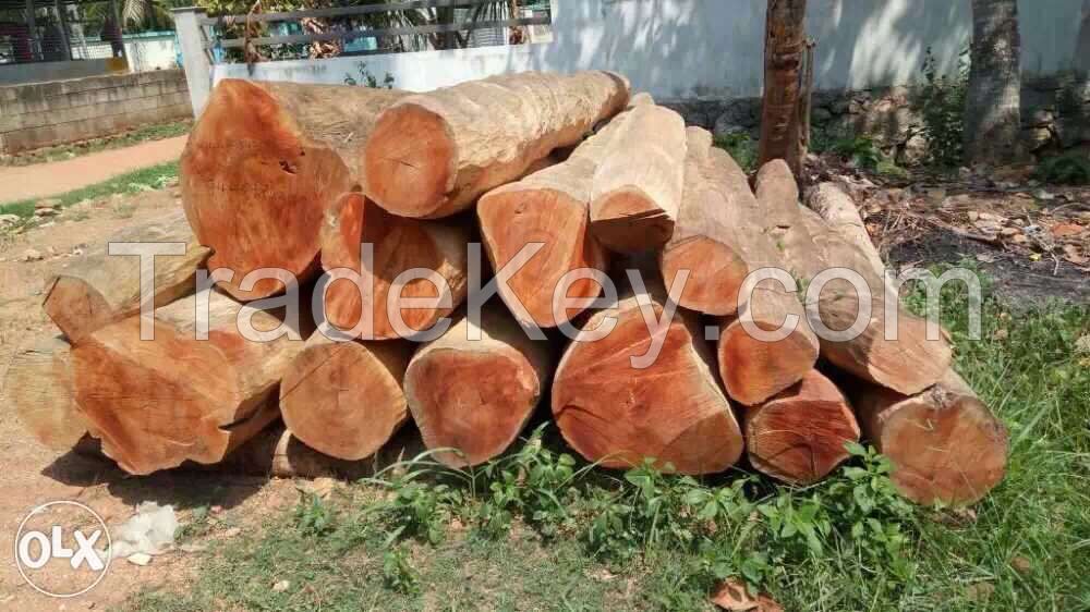 MASSIVE FOREST TEAK WOOD