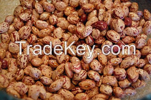 Pinto Beans (Best Quality and Prices)