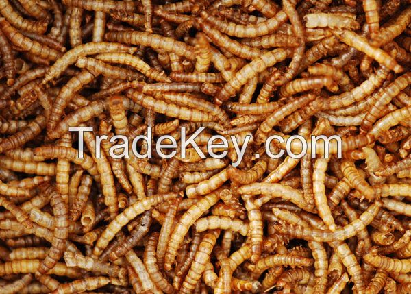 Premium Dried Mealworm