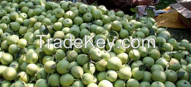 Best Quality Fresh Pear Fruit