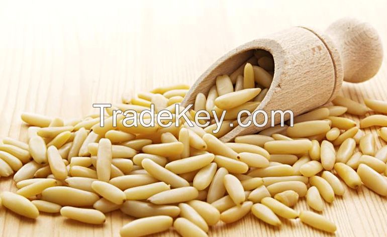 Pine nuts For sale Fast shipment