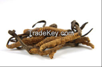 Cordyceps Sinenses