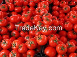 Fresh Red Farm Harvested Tomatoes