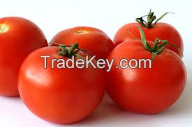 Fresh Red Farm Harvested Tomatoes