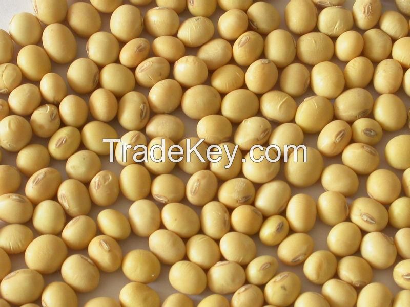 Soybean