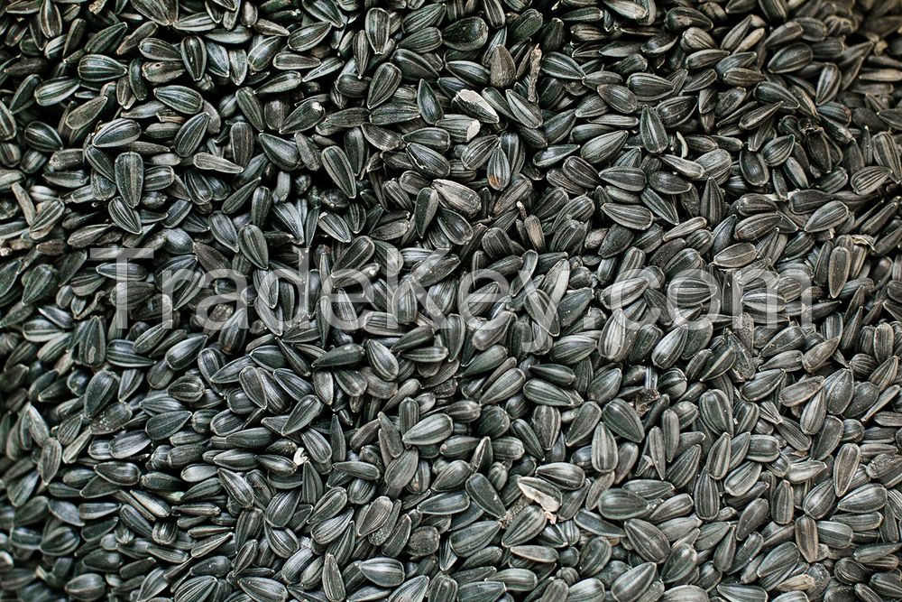 Sunflower oil seeds