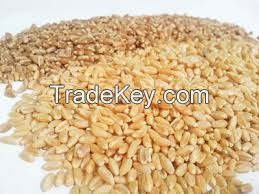 Bulk Wheat Grains , Wheat , Corn , Gluten , seeds for Sale