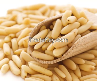 Pine Nuts at competitive Market Prices