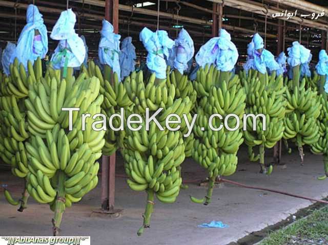 Cavendish and Organic Bananas, Pineapples, Plantains, Mangoes, Lemons, Avoc