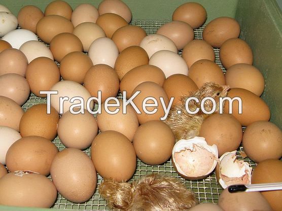 broiler hatching eggs Cobb 500   and Ross 308