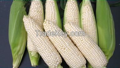 WHITE CORN-CORN COB MEAL