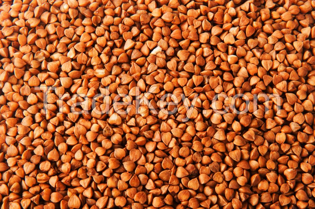 buckwheat kernel