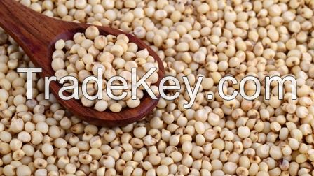 Sorghum for human and animal feed production