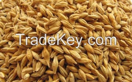 Best grade barley for exportation