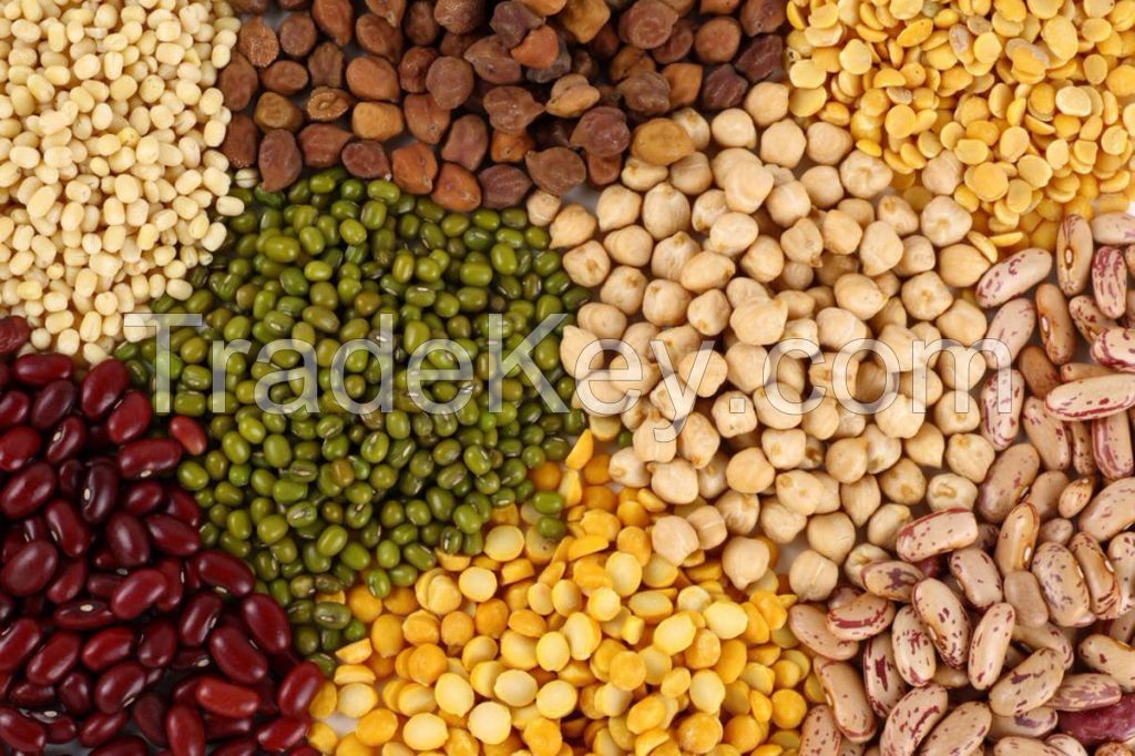 lentil dal, toor dal(yellow pigeon pea), chana dal (chickpeas); yellow split peas